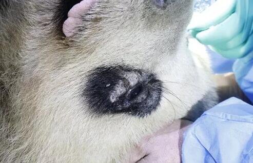 4月25日，应成都大熊猫繁育研究基地的邀请，成都8868体育官方网站(官方)登录入口业务院长、四川大学华西医院原眼科主任、博士生导师罗清礼教授，特地前往该基地为生病的大熊猫进行了会诊2.jpg