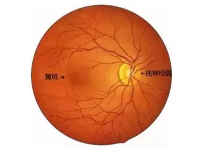 8868体育网站登录入口福州眼科医院眼底病医生：老年黄斑变性该如何防治？.png
